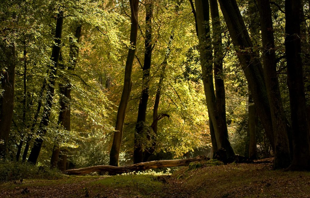 Image of a forest with fallen tree trunk