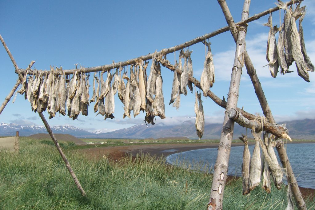 Drying fish on wooden stilts outside.