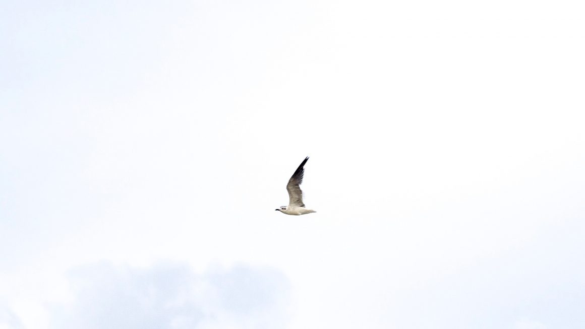 Photo of seagull flying wings upward over plain white overcast sky